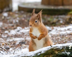 Close up of a cute red squirrel in the forest