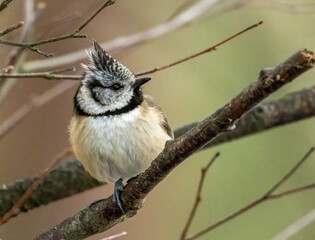 Close up of a crested tit bird in the woodland