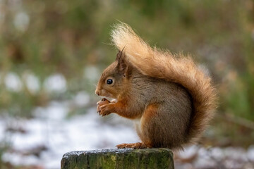 Close up of a red squirrel eating a nut