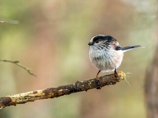 Close up of a long tailed tit on a branch in the forest