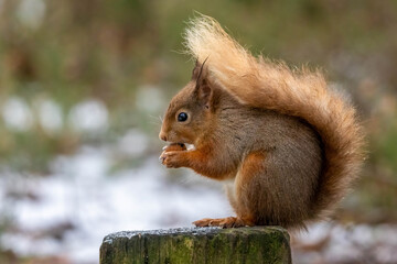 Close up of a red squirrel eating a nut