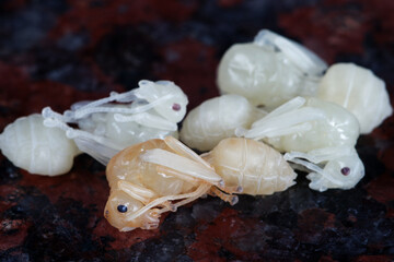 Macro shot of Red ant larvae, the last stage of an ant&rsquo;s development is the pupae.