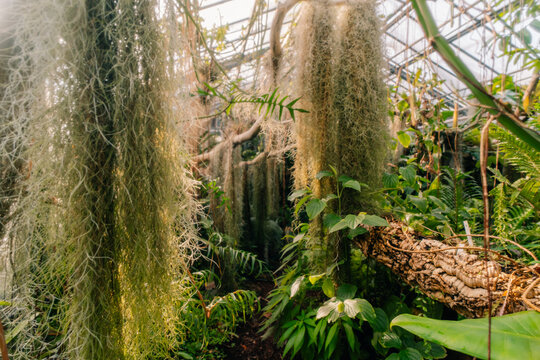 Spanish moss Tillandsia usneoides, oldman's beard, barba de viejo hanging epiphytic tropical plant closeup. 