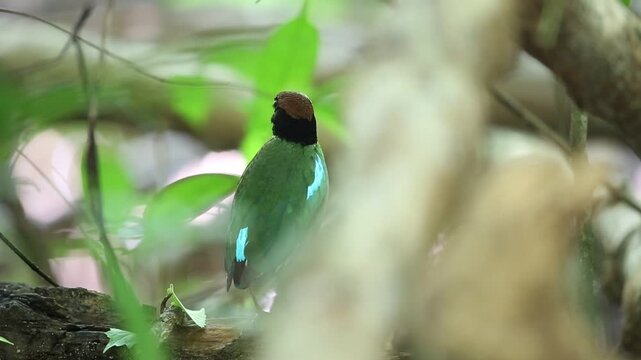 Hooded pitta (Pitta sordida) in Kaengkrachan National Park, Thailand