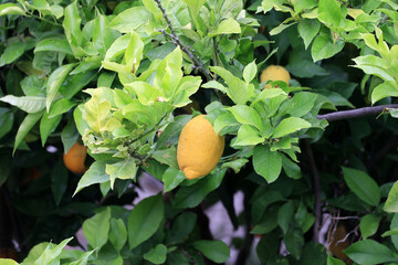 Close-up of citrus fruit on a tree