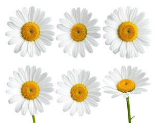 Six daisies, white petals, yellow centers, black background