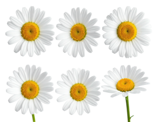 Six daisies, white petals, yellow centers, black background
