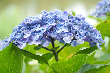 植物　光　花　風景