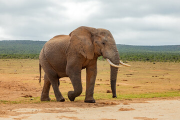 Elephant in Addo Elephant Safari Park