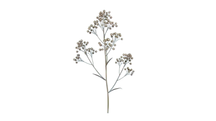 Dried seed-bearing plant stem with brown clusters