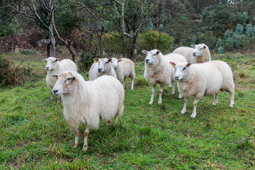 Obraz premium Flock of sheep in the meadow, Llanes, Asturias, Spain.