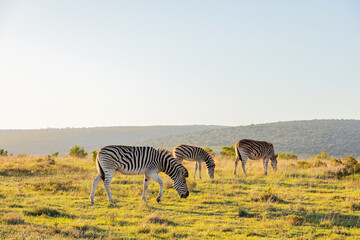 Naklejka premium Zebra in Addo Elephant Safari Park