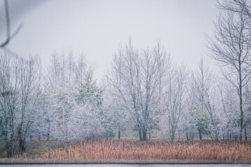 A quiet landscape of bare trees coated in frost under a misty sky, capturing winter's tranquility