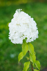 White panicle hydrangea blooming in summer