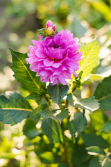 Purple Dahlia Karma Lagoon in full bloom in summer garden