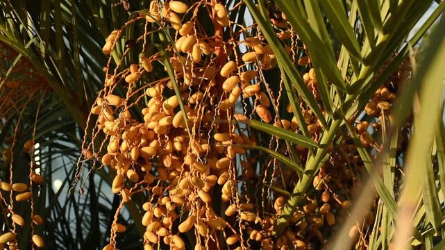 Close-up of yellow dates ripening on a palm tree branch in Lanzarote. Green fronds surround the clusters of fruit under natural daylight.