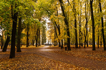 Park alley with bright yellow foliage and paved path on cloudy day. Beautiful autumn landscape, embracing the concept of nature's transformation and a walk in the fresh air. Golden autumn.