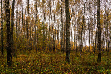 Obraz premium Autumn forest with tall birch tree trunks and fallen yellow leaves on the ground. Natural seasonal scenery, nature background.