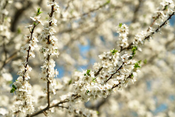 White spring flowers on a blooming tree branch with small blossoms and vibrant blue sky. Nature background for seasonal design.