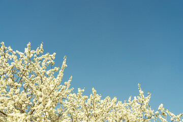 Delicate white plum blossom branches against a clear blue spring sky. Fresh flowering tree for seasonal beauty.
