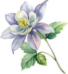 Aquilegia Bloom &ndash; Elegant Botanical Watercolor Illustration