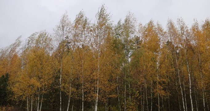 yellow young birches in the autumn season in cloudy weather, a completely cloudy sky in a forest with a large number of birches on which the foliage turns yellow in autumn