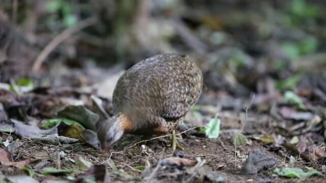 The green-legged partridge (Tropicoperdix chloropus), also known as the scaly-breasted partridge or green-legged hill-partridge, is a bird species in the family Phasianidae. 