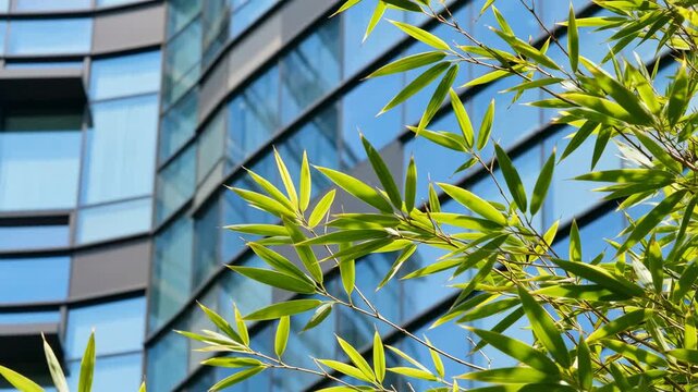 Bamboo leaf microforest city concept with green plant nature near modern glass office facade creating calm urban balance harmony sustainable design composition and future living lifestyle vision