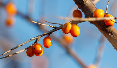 A branch with numerous orange sea buckthorn berries. The berries are small and round © schankz
