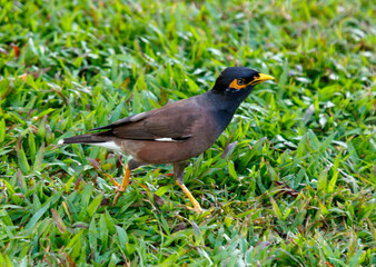 A bird is walking on the grass