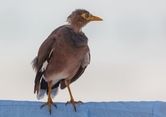 A bird with a yellow beak stands on a blue surface