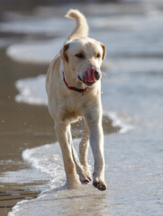 A dog is running in the water