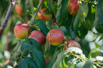 A tree with a bunch of red apples hanging from it