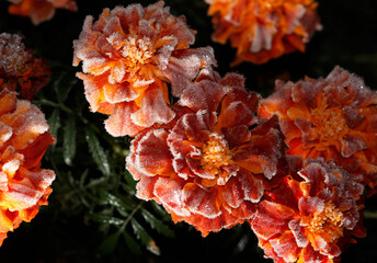 A bunch of orange flowers with frost on them