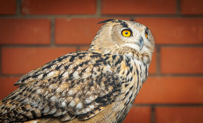 A brown owl with yellow eyes is standing in front of a brick wall