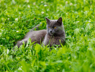 A grey cat is laying in the grass
