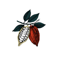 Hand drawn isolated sketch cocoa branch. Vintage vector  illustration of natural healthy food. Packaging design of cacao powder