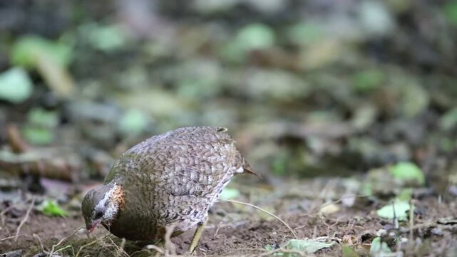 The green-legged partridge (Tropicoperdix chloropus), also known as the scaly-breasted partridge or green-legged hill-partridge, is a bird species in the family Phasianidae. 