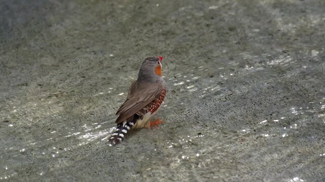 A male zebra finch (Taeniopygia guttata) stands in the shallow water, taking a bath before nightfall, spreading its wings and flying away, close up shot.