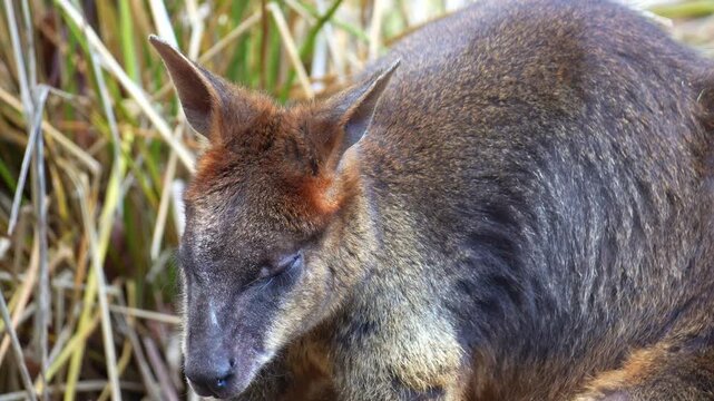 A Swamp wallaby (Wallabia bicolor) sits and rests in a slouched position on the ground, rotating its ear and scanning the sounds in its surroundings, close up shot.