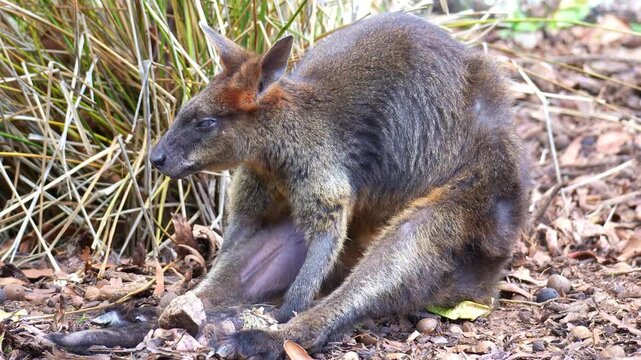 A Swamp wallaby (Wallabia bicolor) with dark fur sits and rests in a slouched position on the ground amidst dry grass and dirt, rotating its ear and scanning the sounds in its surroundings.