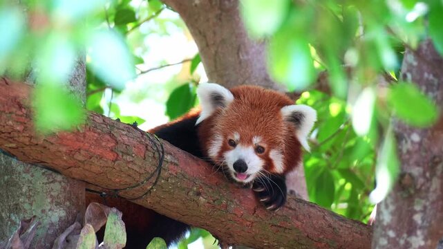 An adorable red panda (Ailurus fulgens) resting on a tree branch, with its tongue slightly out, close up shot.