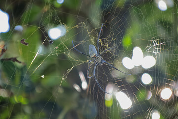 Golden Orb Weaver Spider Weaving Web in Natural Light with Bokeh, capturing the essence of wildlife and intricate spider behavior