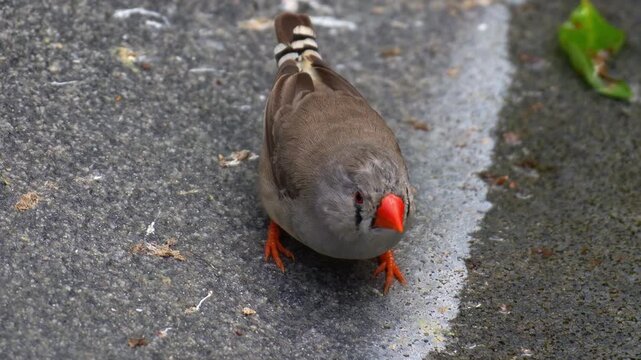 A female zebra finch (Taeniopygia guttata) stands next to the water source, close up shot.