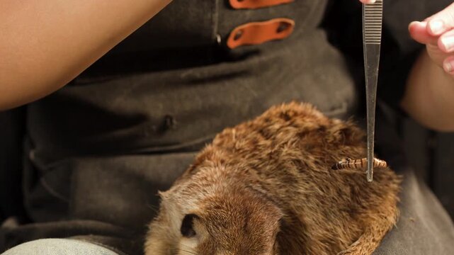 Person Feeding Mealworms to a Meerkat with Tweezers in Lap