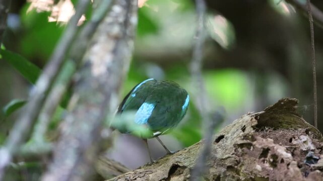 Hooded pitta (Pitta sordida) in Kaengkrachan National Park, Thailand
