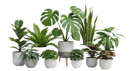 A curated collection of vibrant, healthy indoor plants like Monstera and Sansevieria in modern pots on a white studio backdrop, staggered composition. Modern biophilic design concept