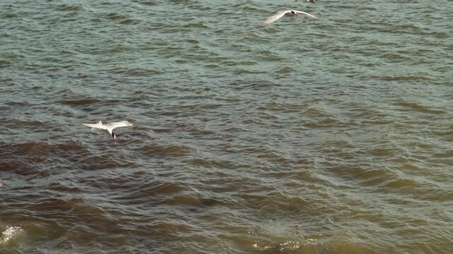 White herons fly over water while hunting fish, skimming the surface in graceful movements.