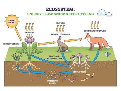 Ecosystem energy transfer and matter cycling shown from sun to plant to fox, returning nutrients to soil. Outline diagram