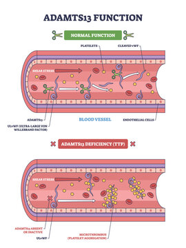 ADAMTS13 function, enzyme cleaves vWF in a blood vessel to limit platelet clumps, deficiency leads to TTP microthrombi. Key objects, platelets, vWF, vessel. Outline diagram